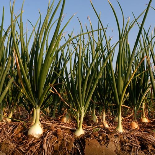 Updated Market Insights